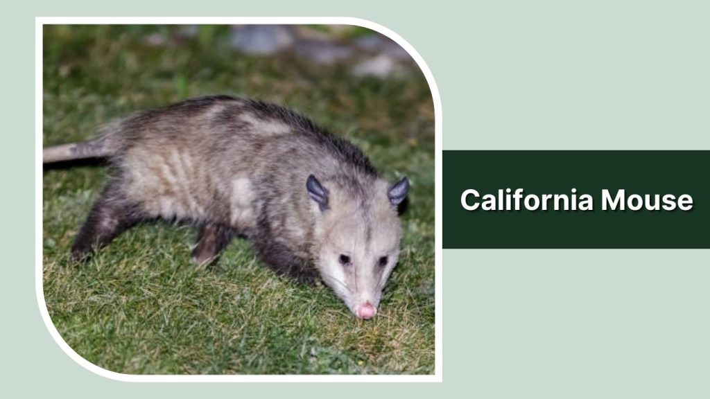California Mouse