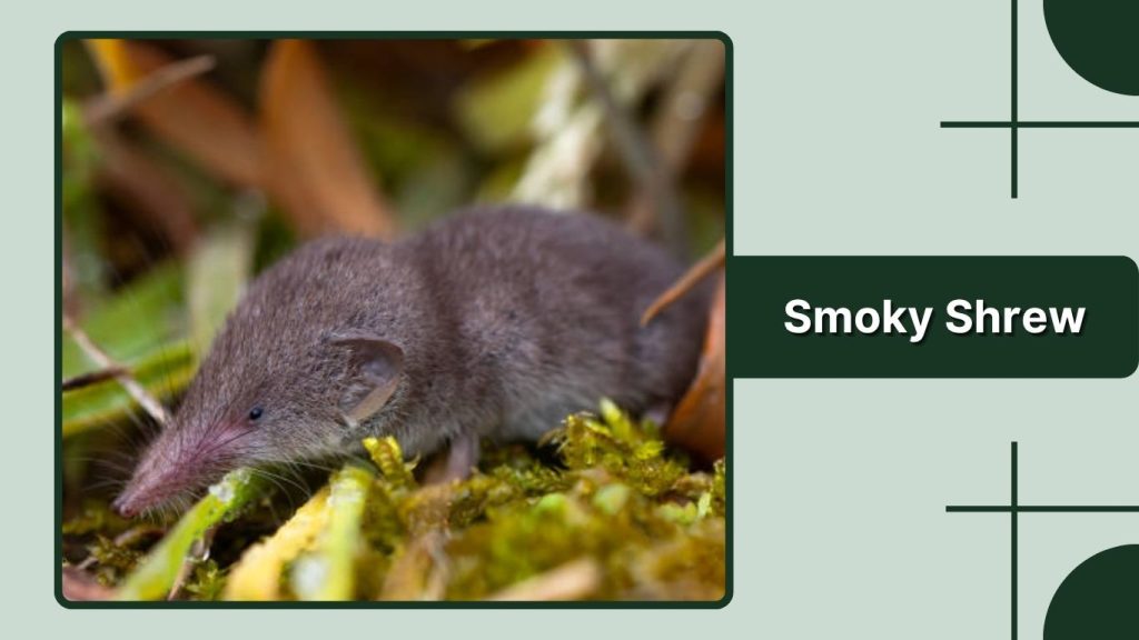 Smoky Shrew