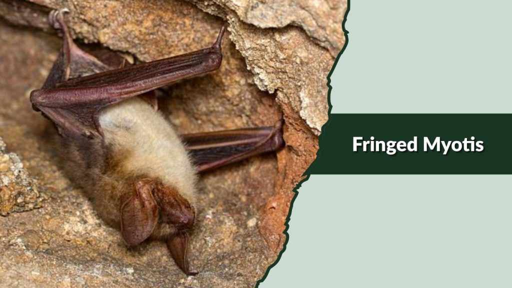 Fringed Myotis