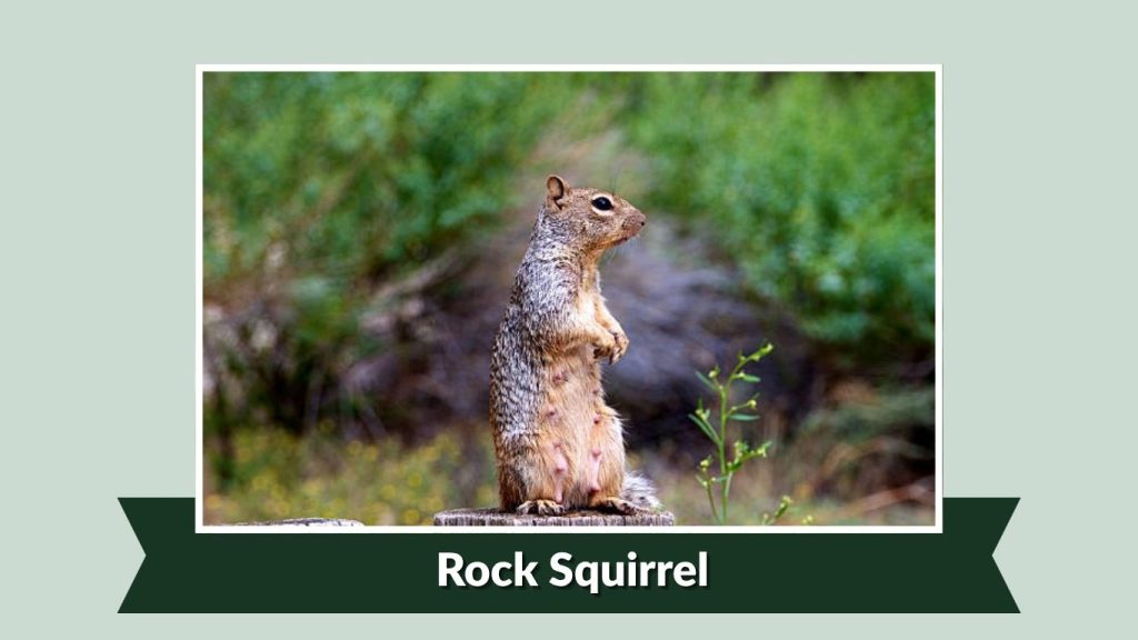  Rock Squirrel