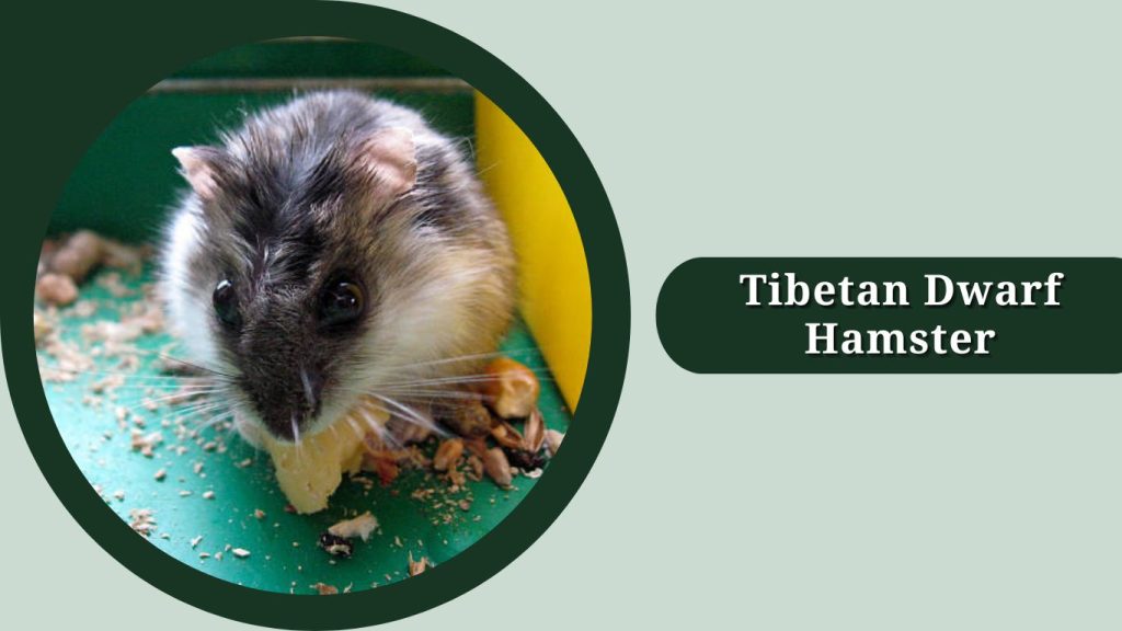 Tibetan Dwarf Hamster