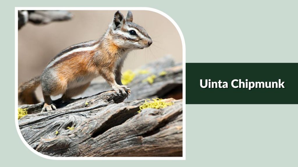 Uinta Chipmunk