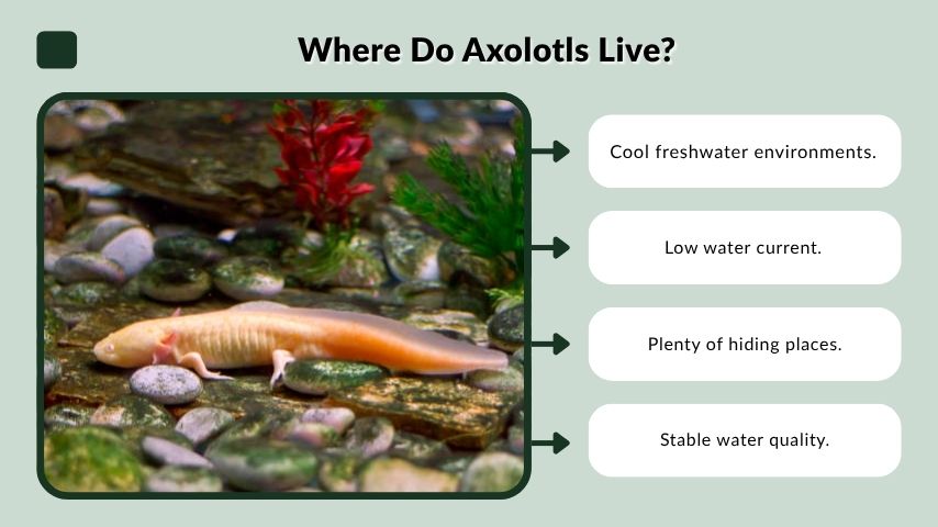 Where Do Axolotls Live?
