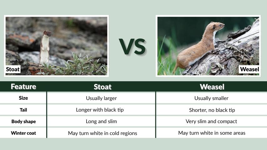 Stoat vs Weasel Comparison Table