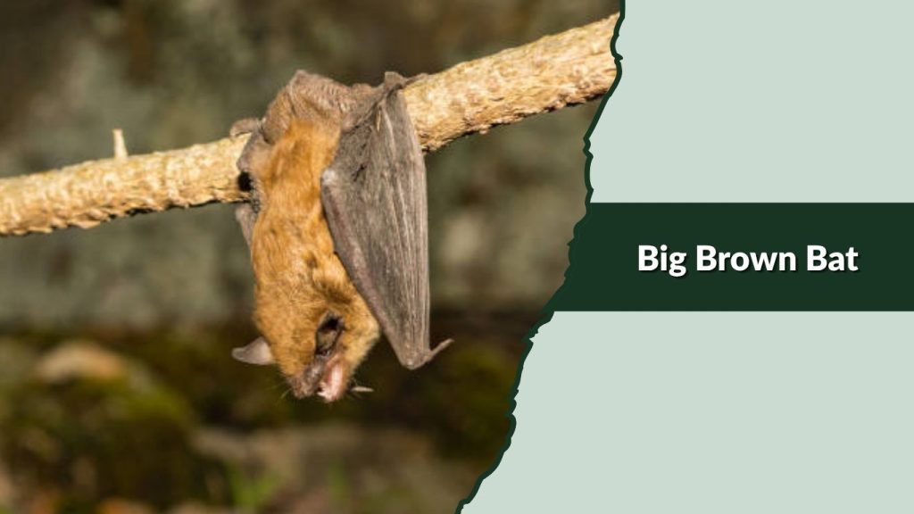 Big Brown Bat