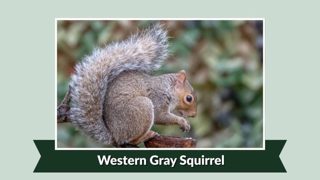 Western Gray Squirrel