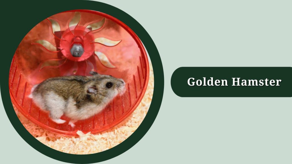 Golden Hamster