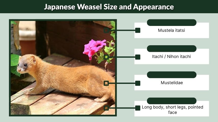 Japanese Weasel Size and Appearance
