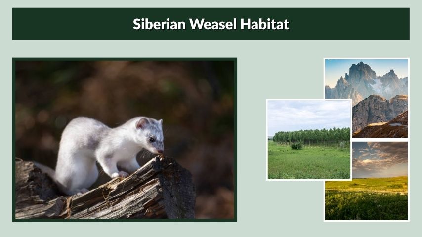 Siberian Weasel Habitat