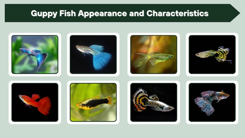 Guppy Fish Appearance and Characteristics