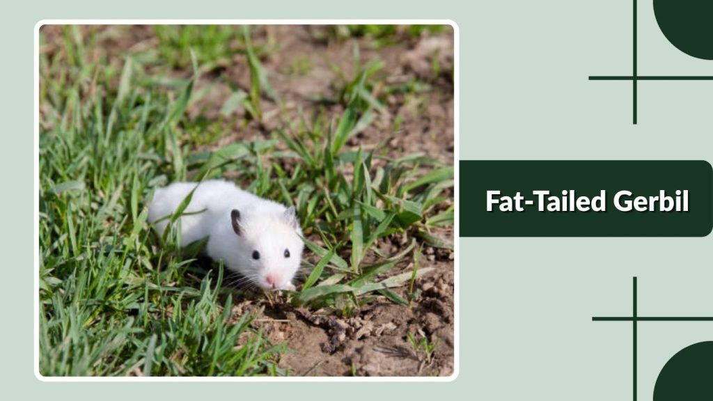  Fat-Tailed Gerbil
