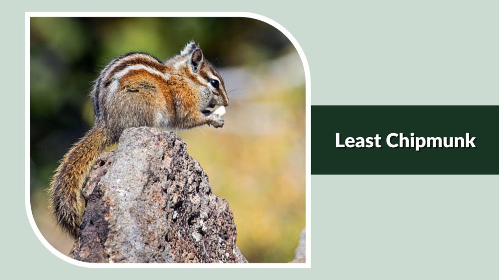  Least Chipmunk