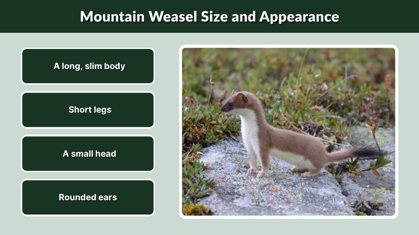 Mountain Weasel Size and Appearance