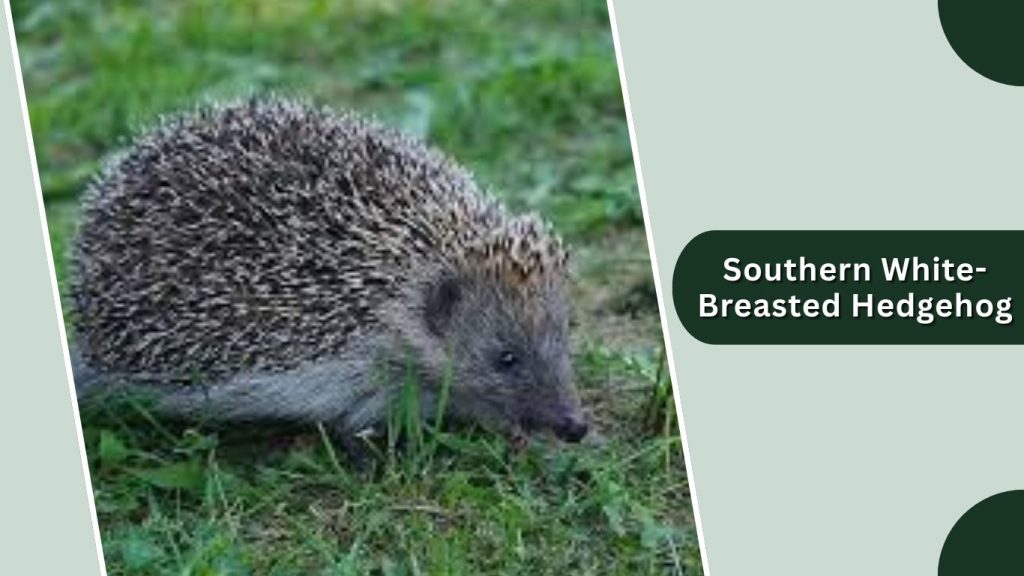 Southern White-Breasted Hedgehog