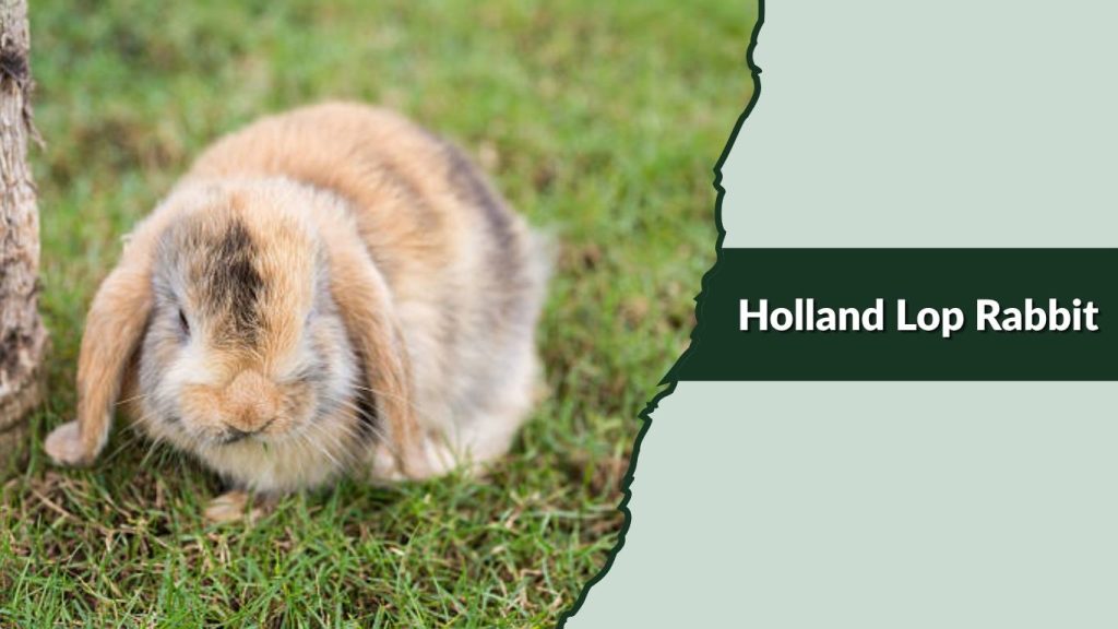 Holland Lop Rabbit
