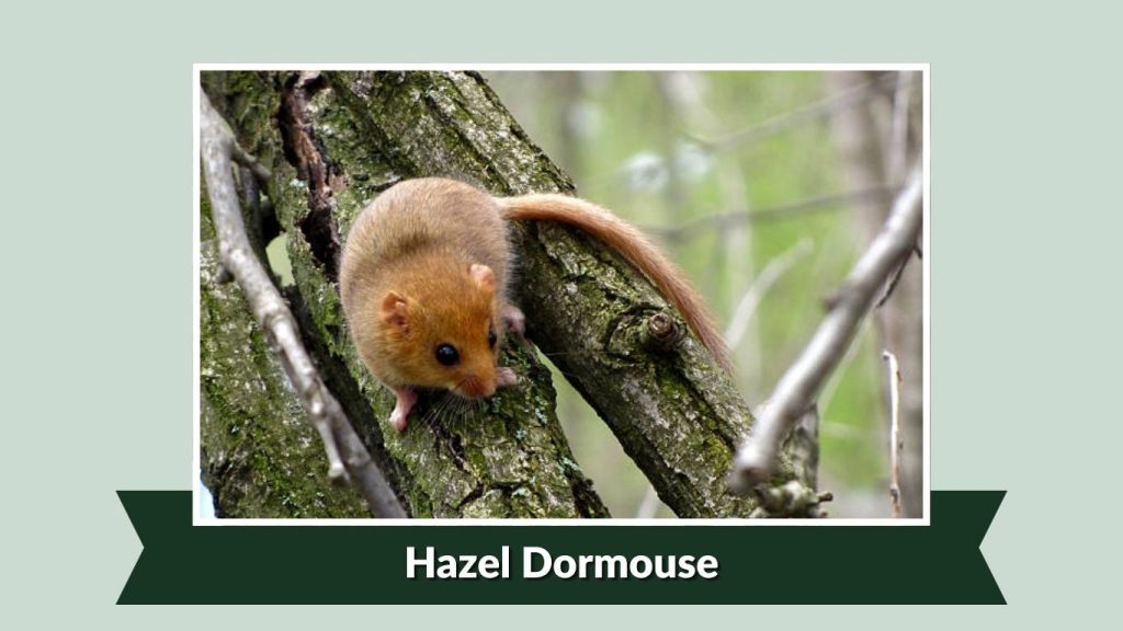 Hazel Dormouse