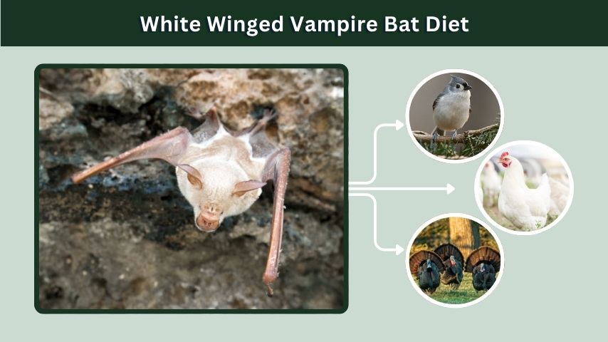 White Winged Vampire Bat Diet