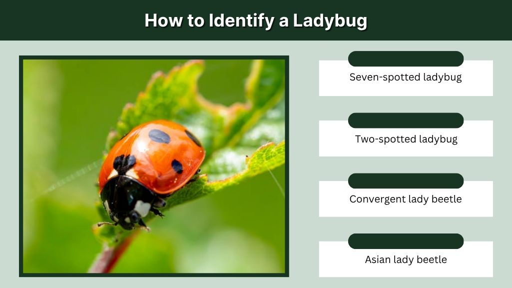 How to Identify a Ladybug