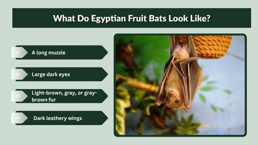 What Do Egyptian Fruit Bats Look Like?