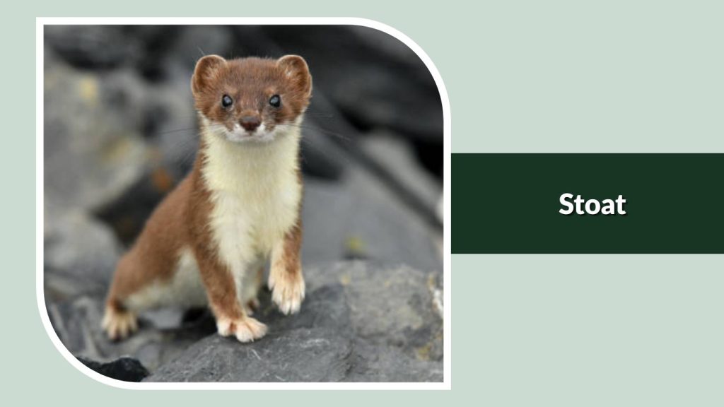 Stoat
