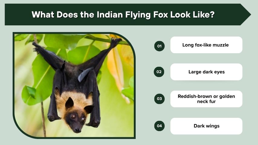 What Does the Indian Flying Fox Look Like?