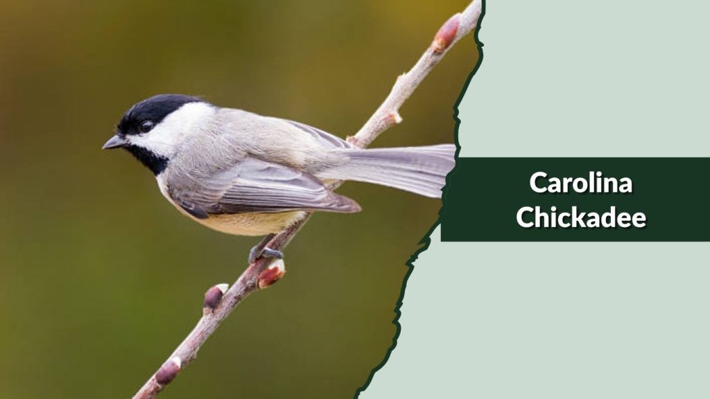 Carolina Chickadee