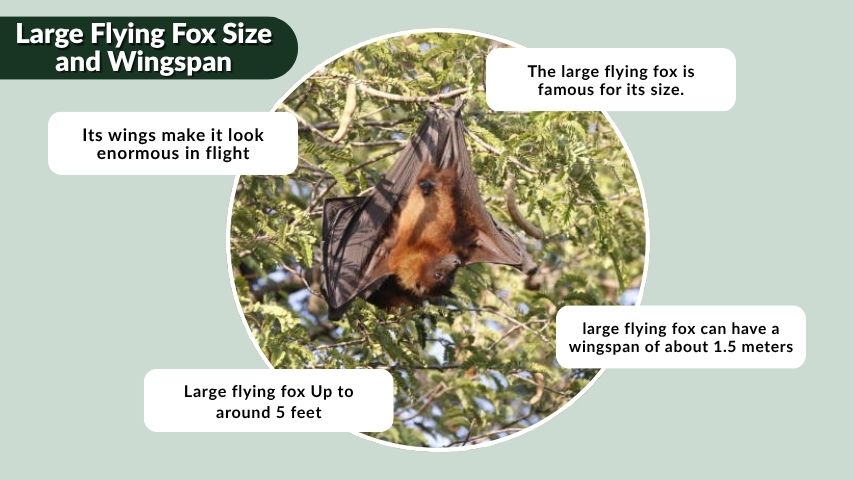 Large Flying Fox Size and Wingspan
