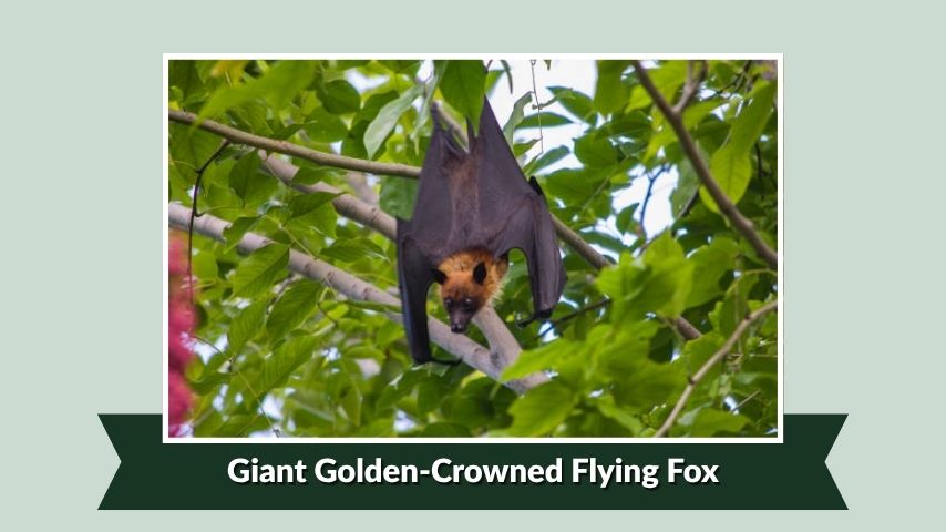 Giant Golden-Crowned Flying Fox