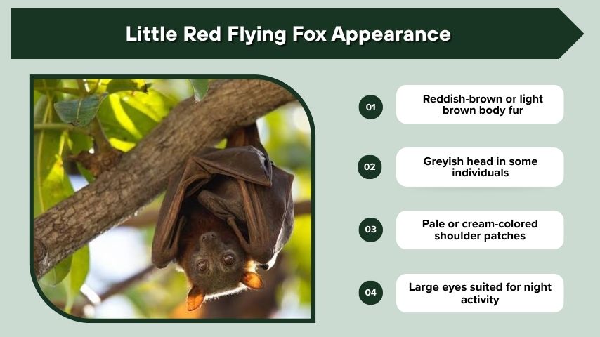 Little Red Flying Fox Appearance