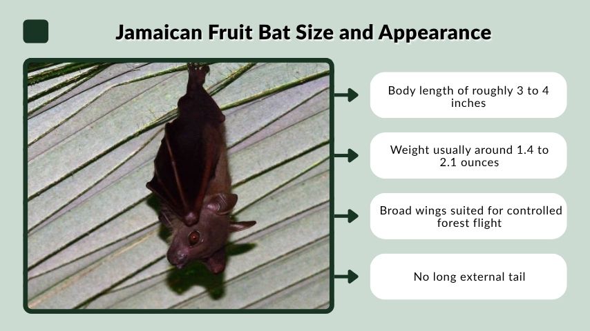 Jamaican Fruit Bat Size and Appearance