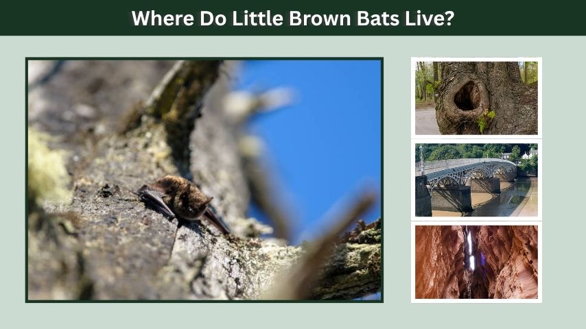 Where Do Little Brown Bats Live?