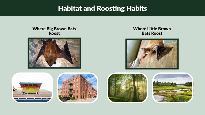 Habitat and Roosting Habits