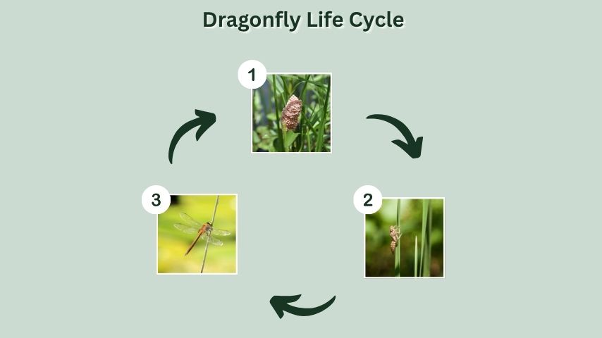 Dragonfly Life Cycle