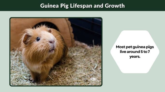 Guinea Pig Lifespan and Growth