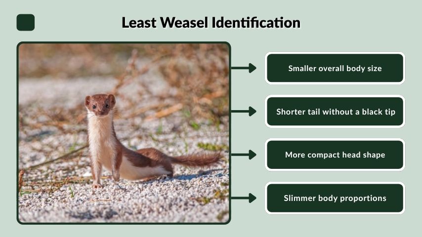 Least Weasel Identification