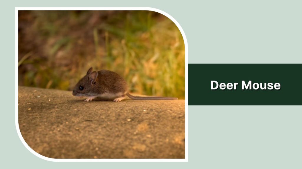 Deer Mouse