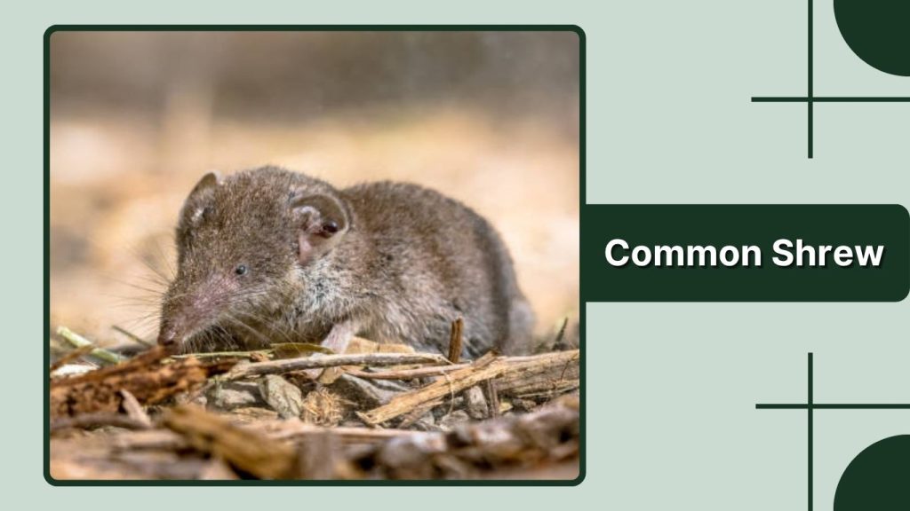 Common Shrew