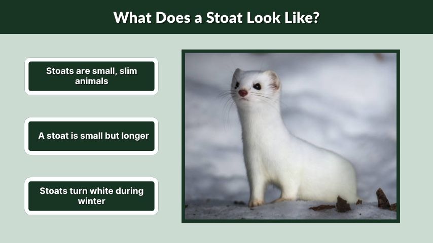 What Does a Stoat Look Like?