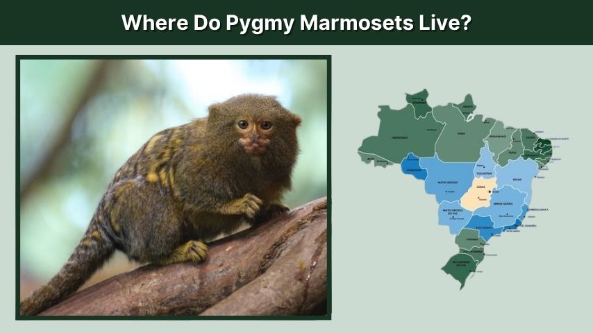 Where Do Pygmy Marmosets Live?