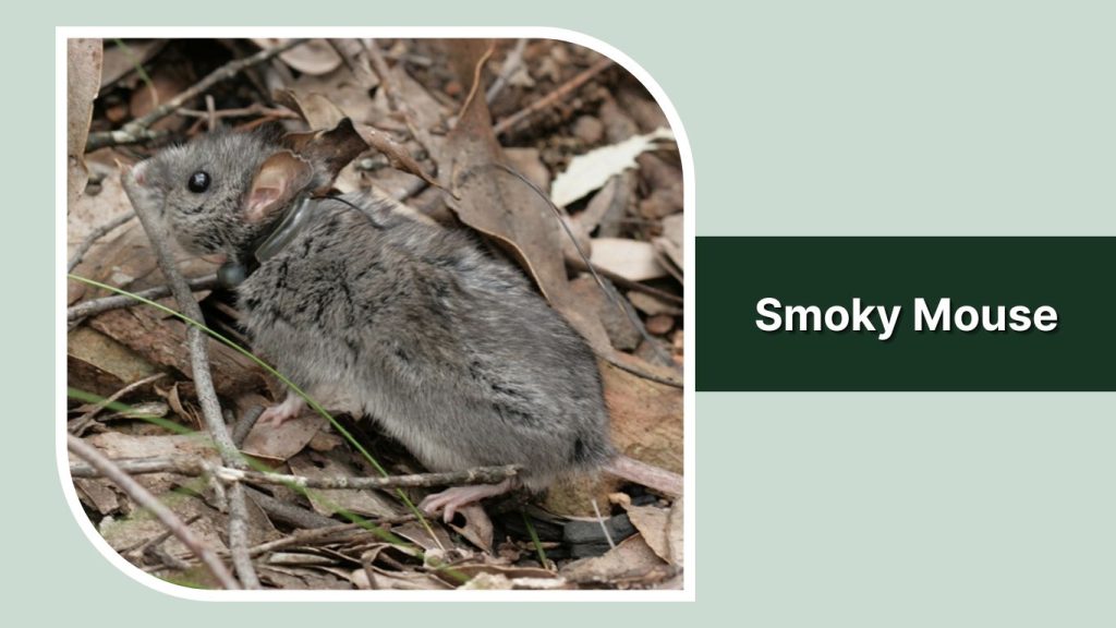 Smoky Mouse