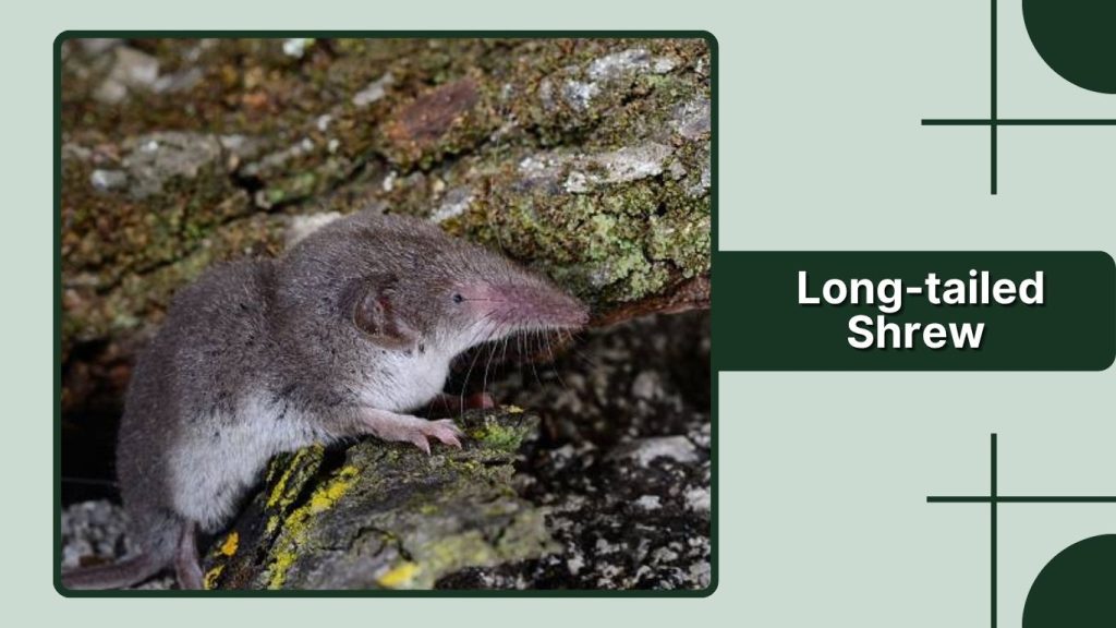 Long-tailed Shrew