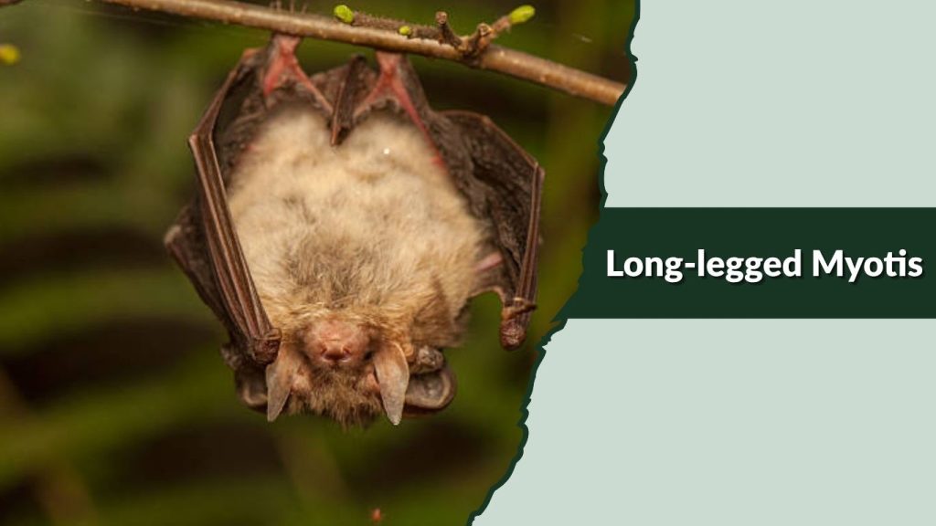 Long-legged Myotis