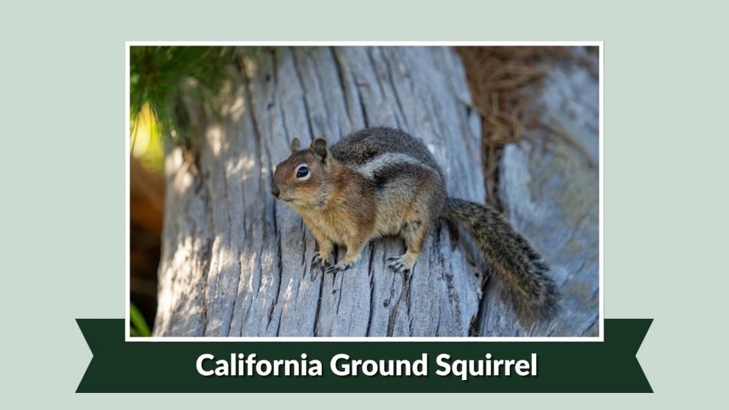 California Ground Squirrel