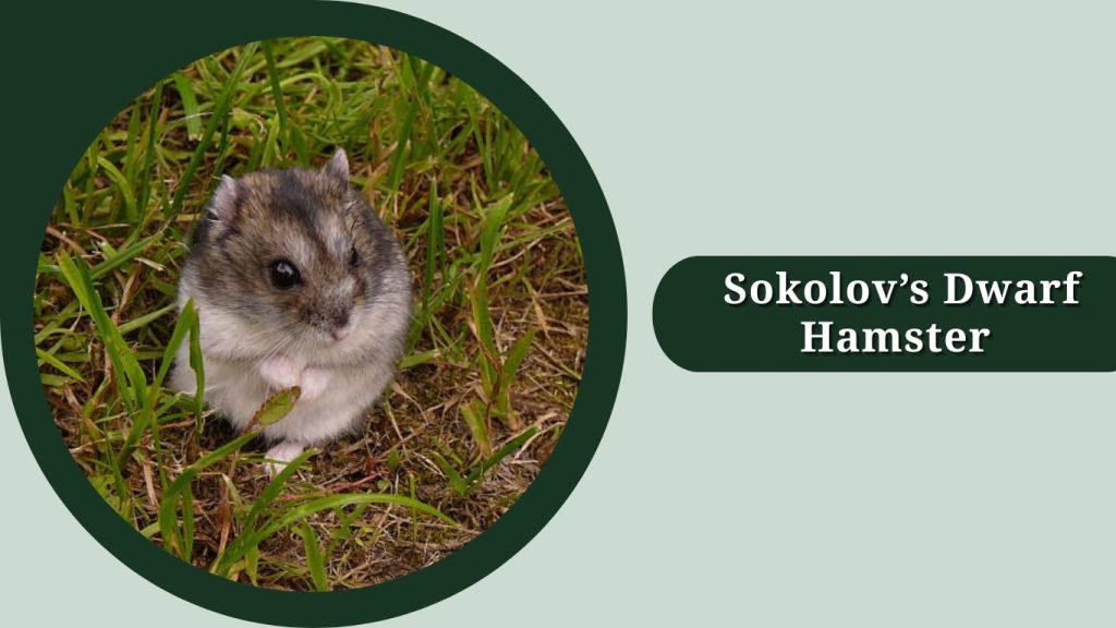Sokolov’s Dwarf Hamster