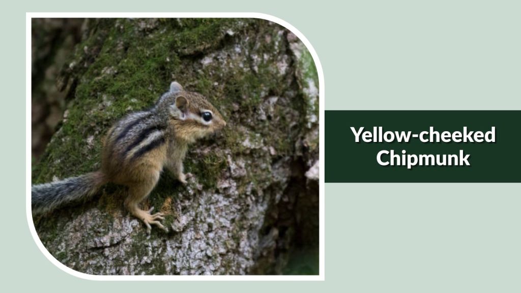 Yellow-cheeked Chipmunk