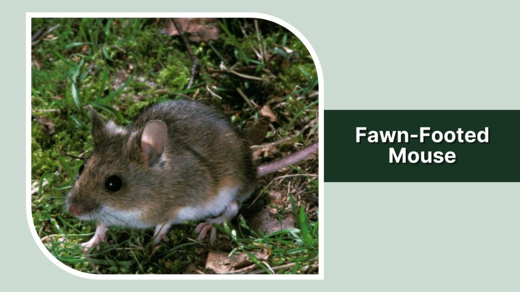 Fawn-Footed Mouse