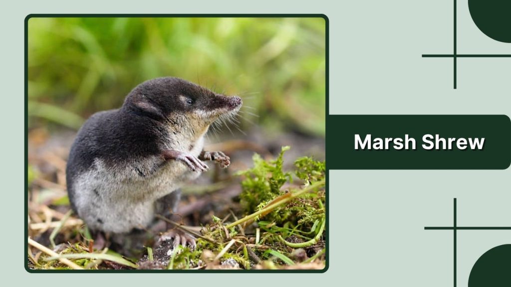 Marsh Shrew