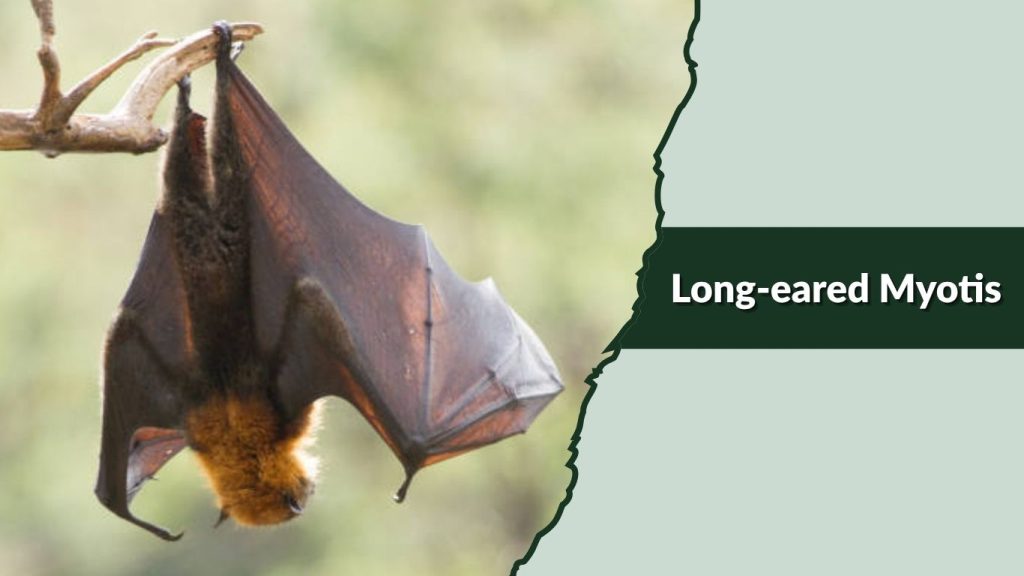  Long-eared Myotis