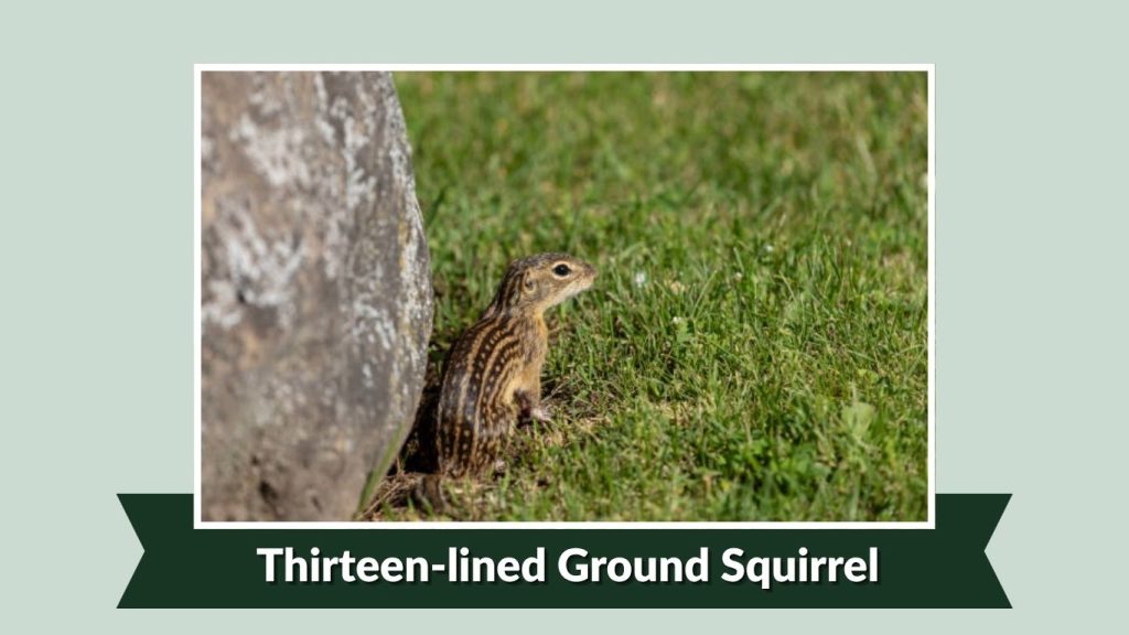 Thirteen-lined Ground Squirrel