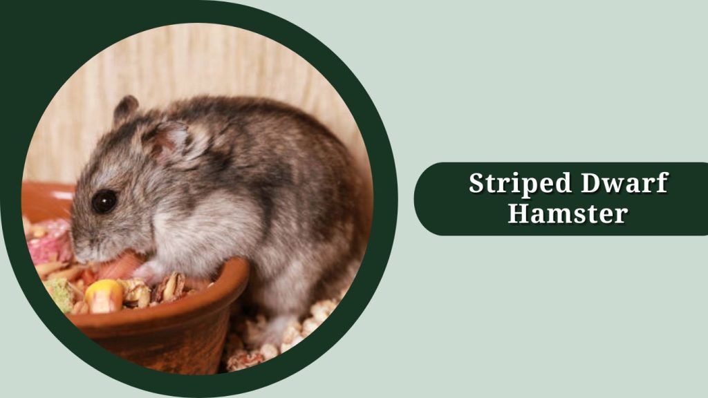 Striped Dwarf Hamster